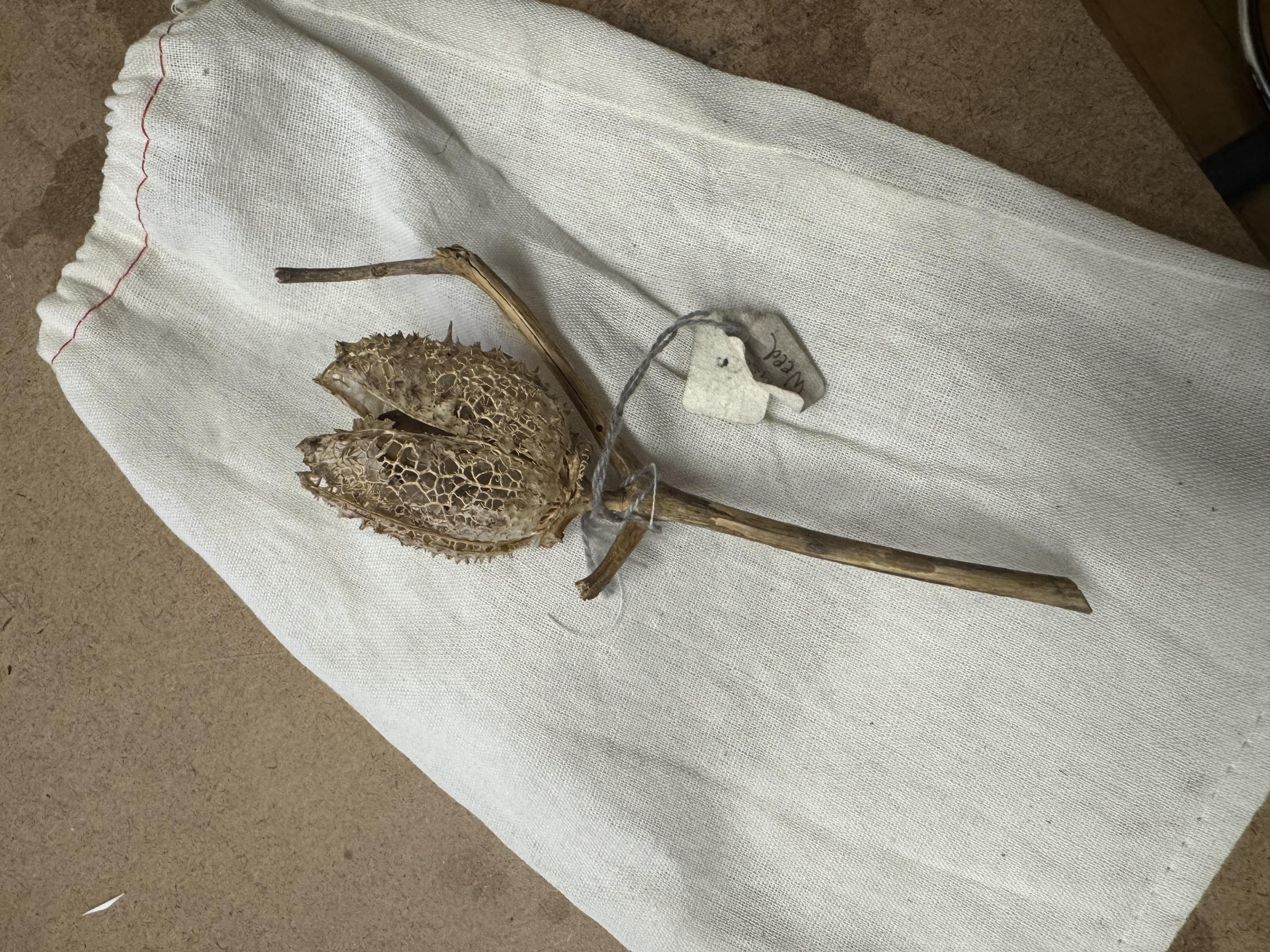 Jameson weed seed pod from RISD nature lab