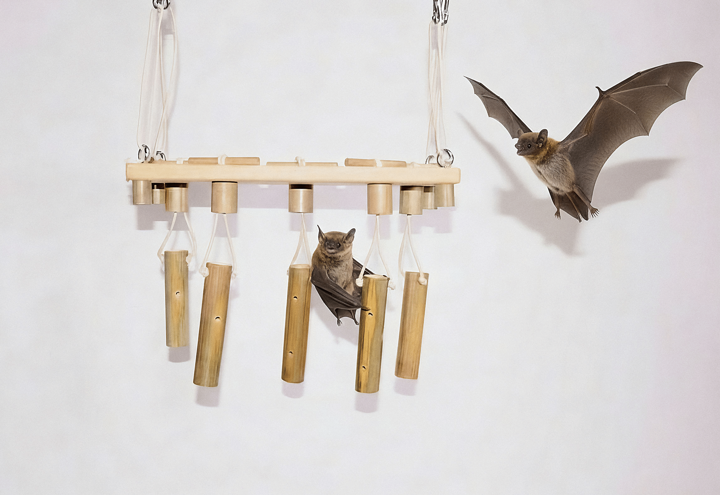 Bamboo enrichment with bats